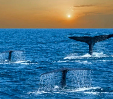 Mirissa Whale Watching - Sri Lanka