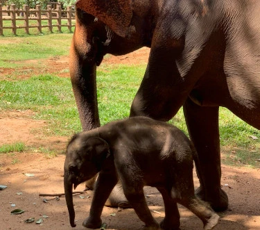 Pinnawala Elephant Orphanage - Sri Lanka